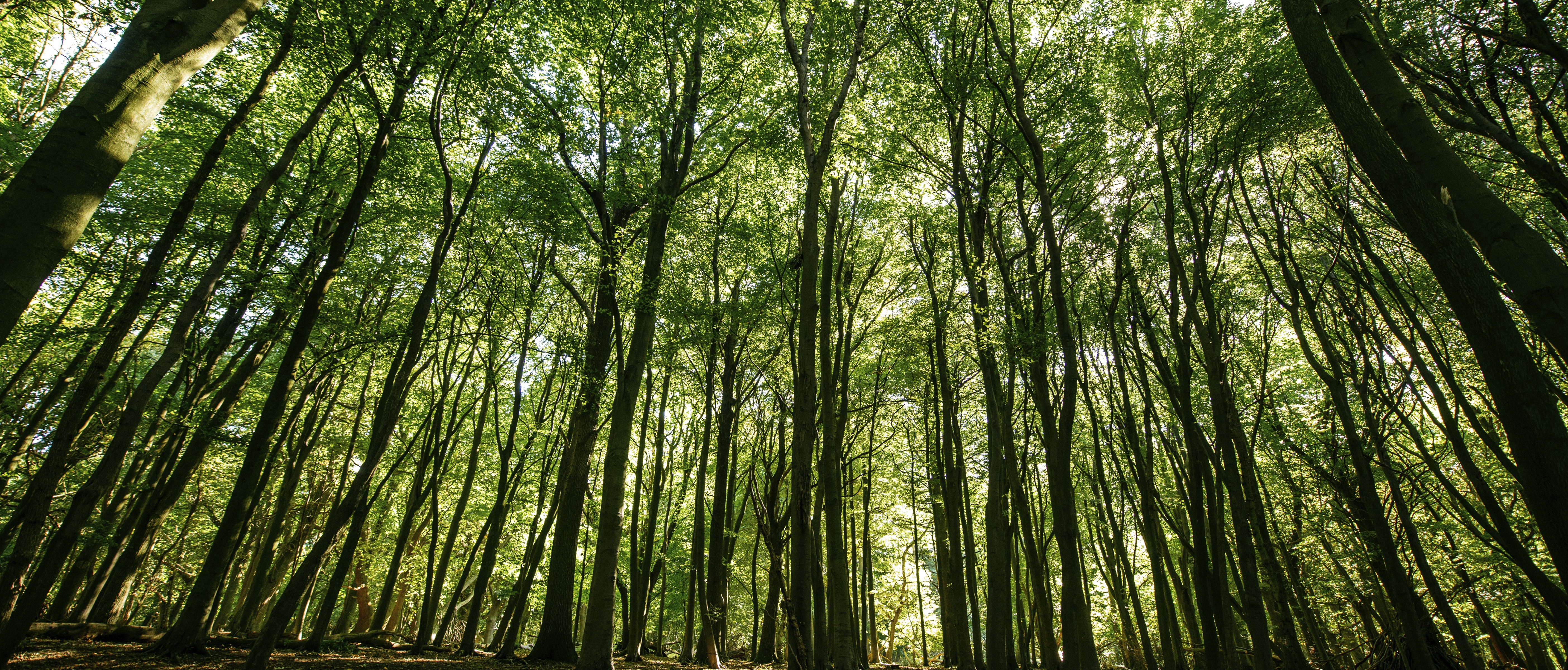 Banner - Ashridge.jpg